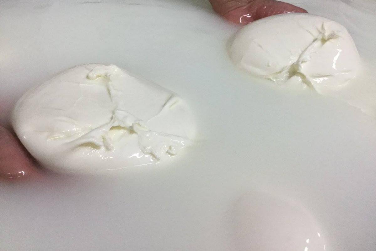 Mozzarella di bufala fa male